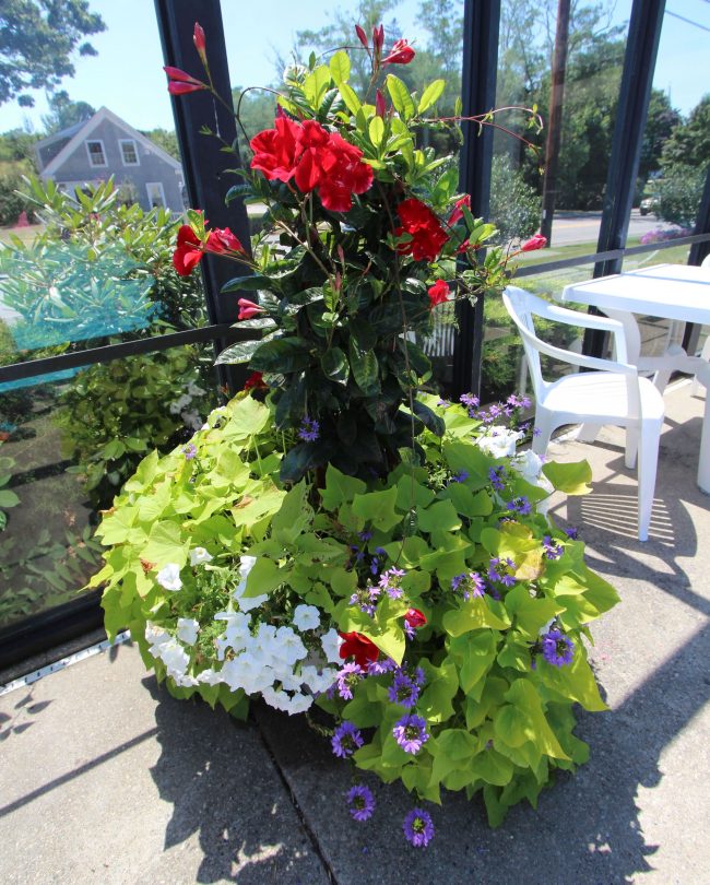 Photo of blooming flowers